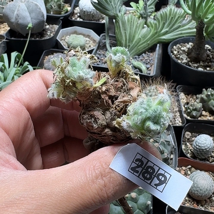 289羽叶洋葵脱土发货