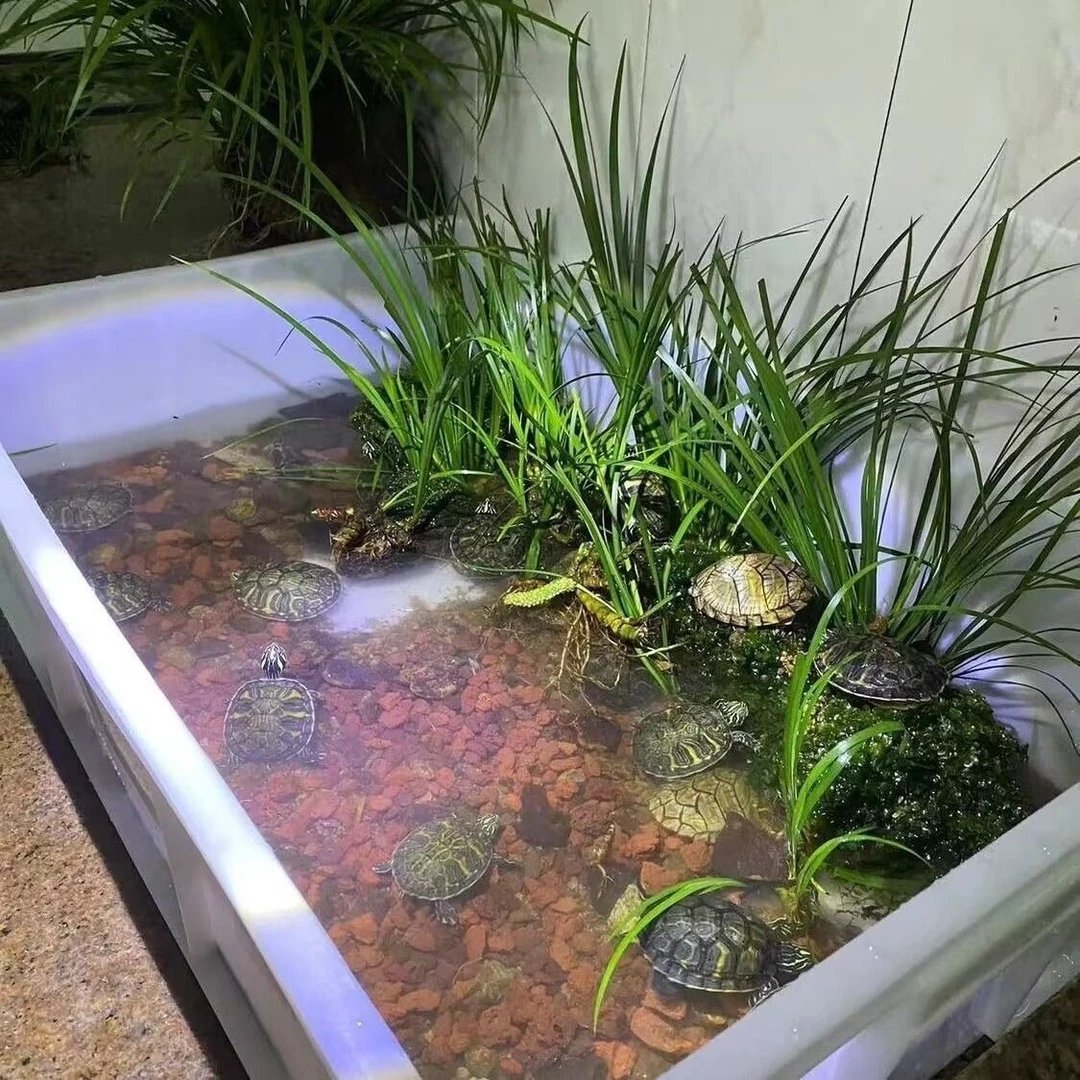 水培石菖蒲水生盆景鱼龟缸造景水养花草过滤盆栽绿植四季常青