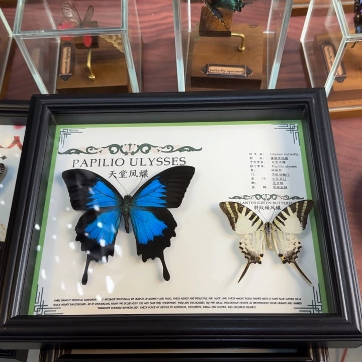 蝴蝶标本蝴蝶标本