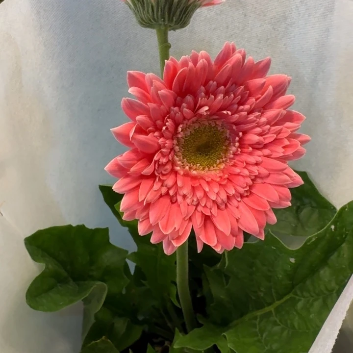 一加仑软盆非洲菊/蜜糖