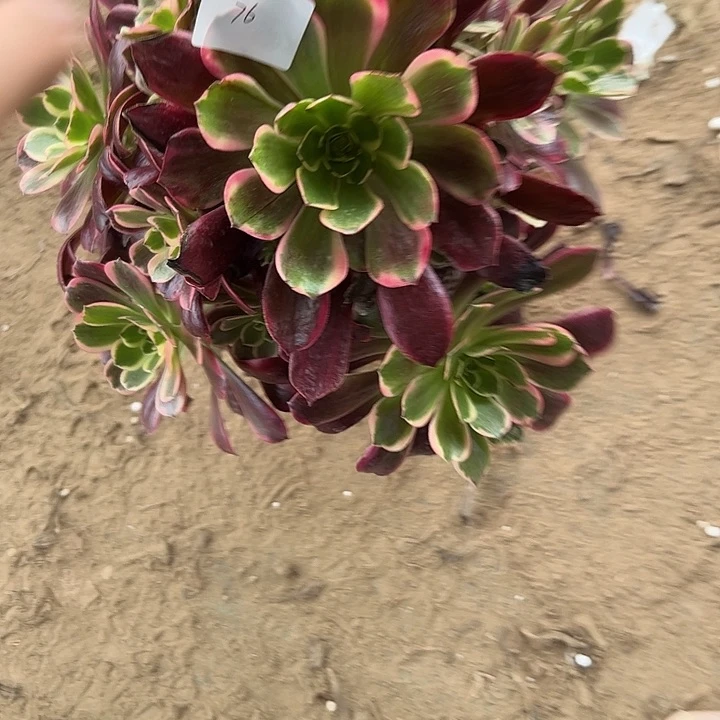 刘***花多肉法师植物链接76