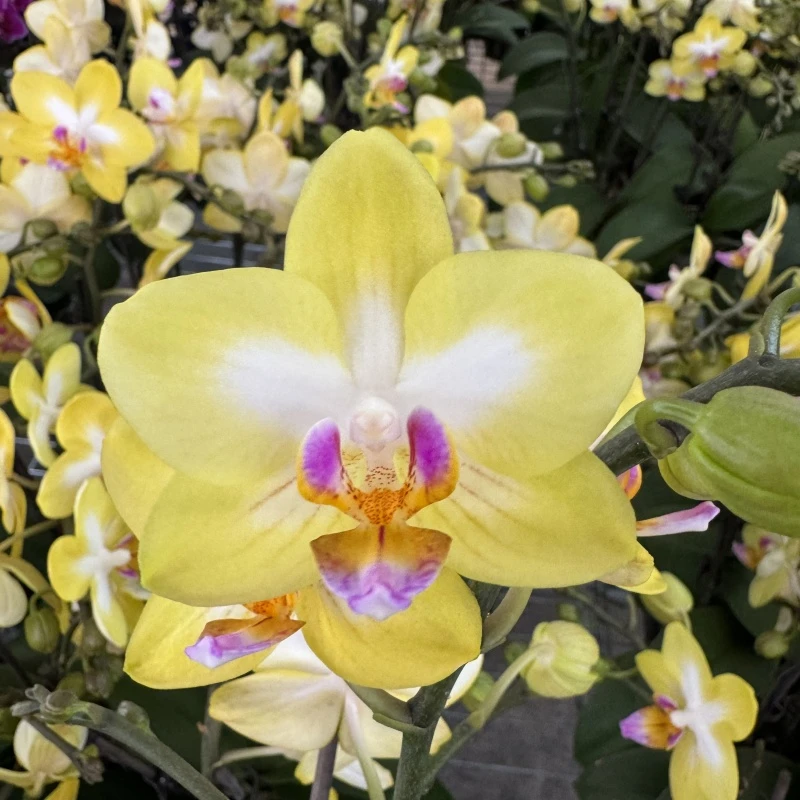 蝴蝶兰[金星]高端盆栽带苞带花昆明源头基地直发