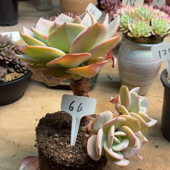 j***e多肉植物，白凤66号