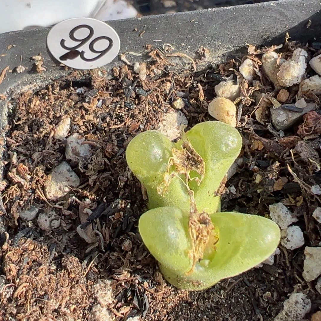 多肉植物1111111111111