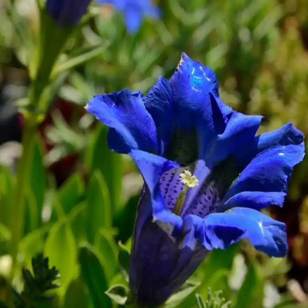 高海拔【龙胆花c】自然晒干发货植物25克