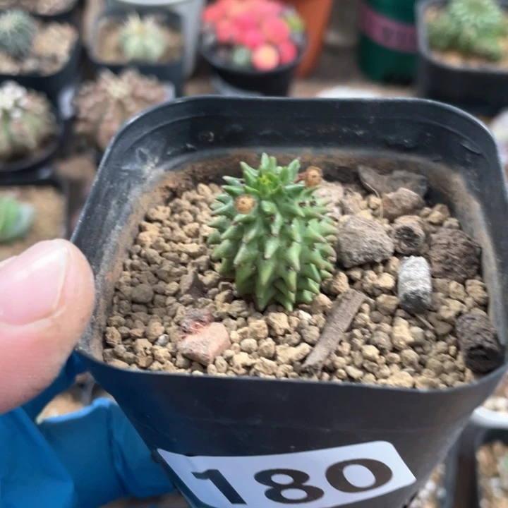 180海胆大戟仙人球