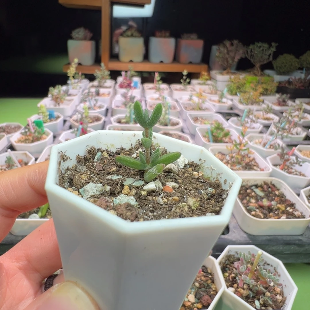 尺寸小，1119猫耳朵 B， 拍下不退不换