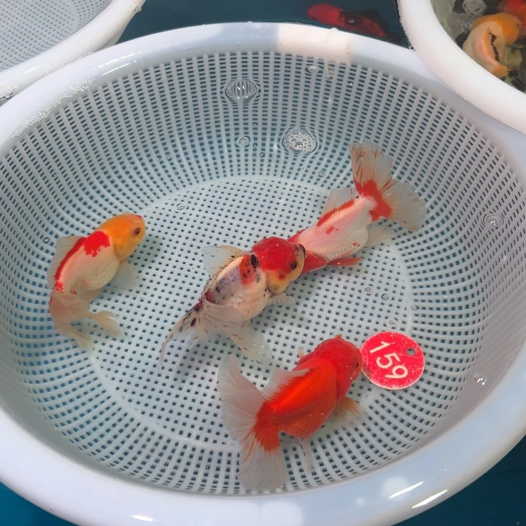 金鱼冷水观赏鱼混搭