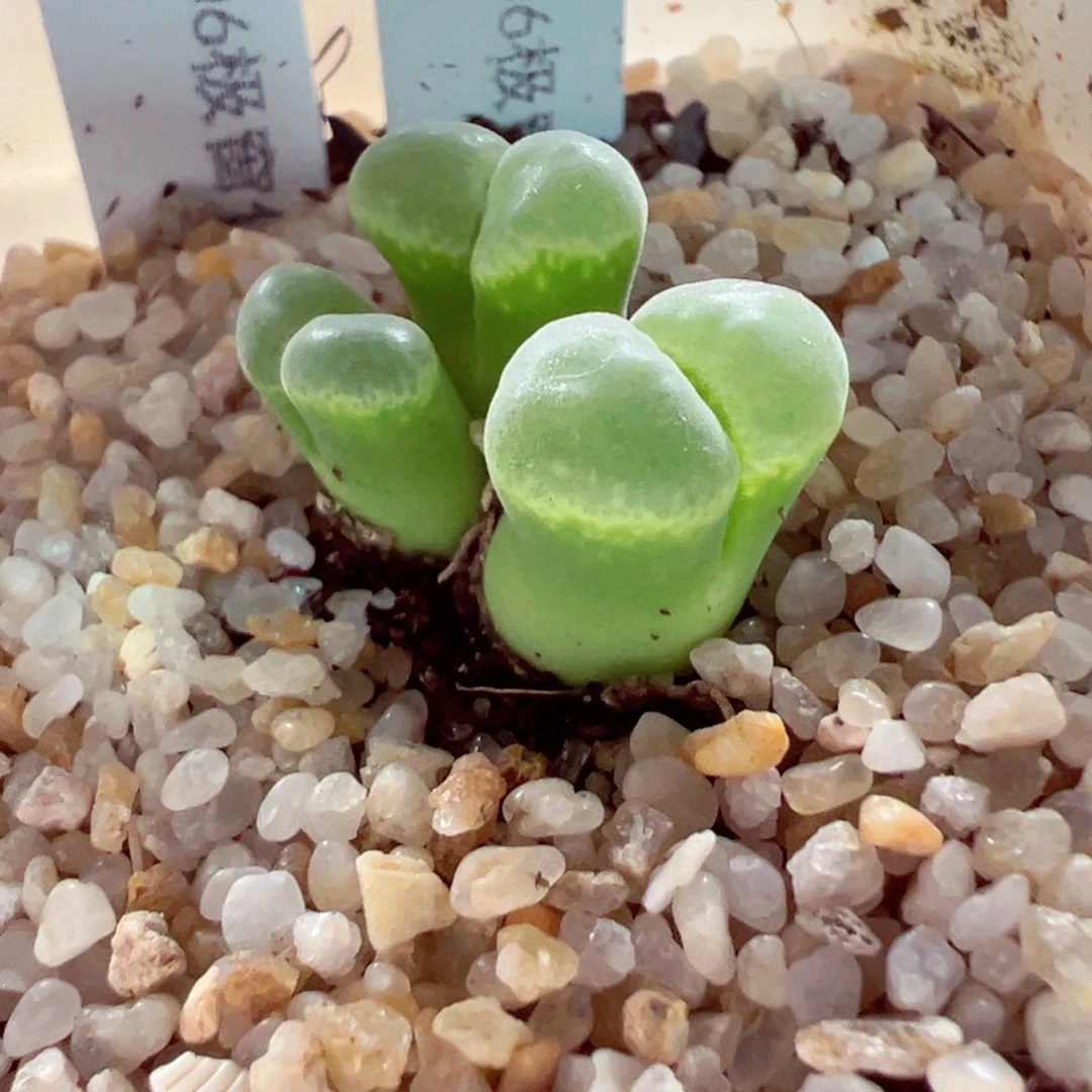 529-596多肉极窗风铃