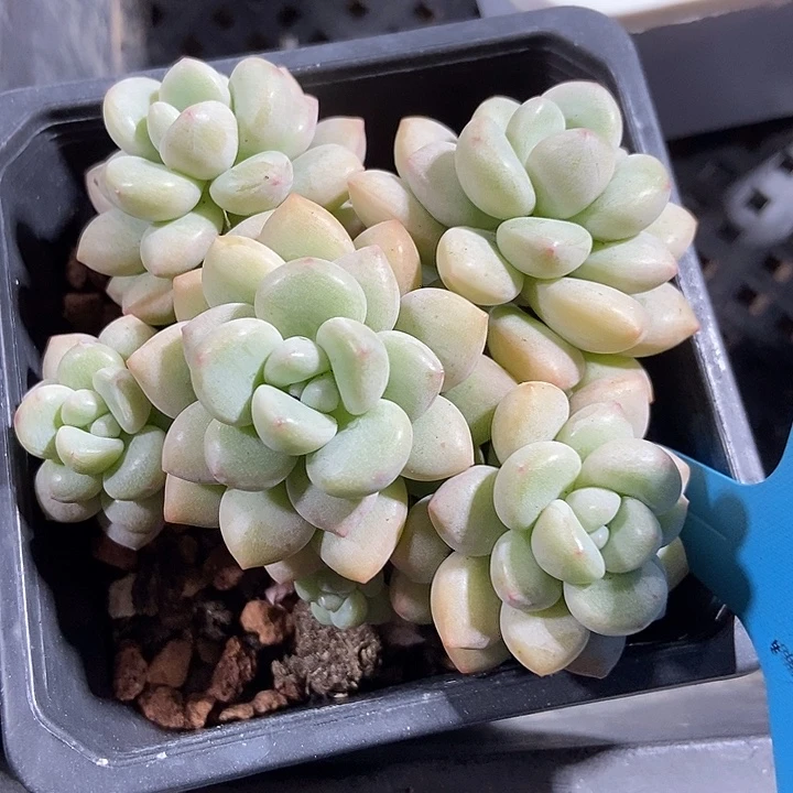 多肉植物泡泡糖1039多肉