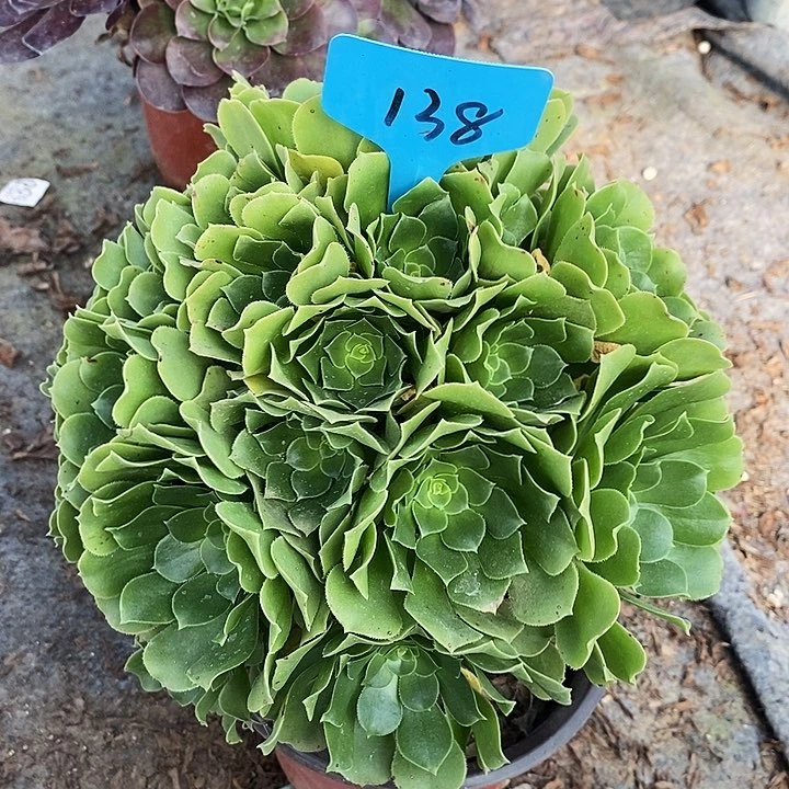 138 一颗绿杨蓉法师多肉