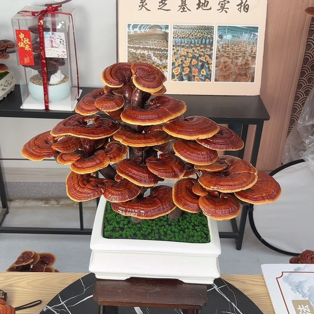无花朵万事如意888888888888