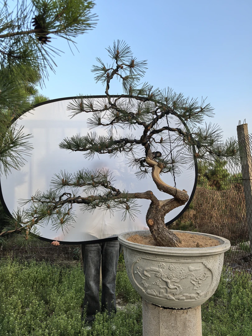 精品黑松大盆景地景直播间专用链接，一物一拍
