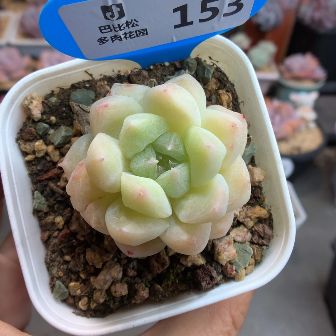 153钻石珍妮多肉植物