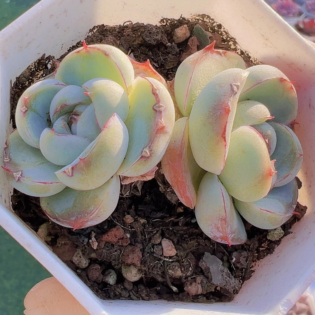 双头胖虎19包邮多肉