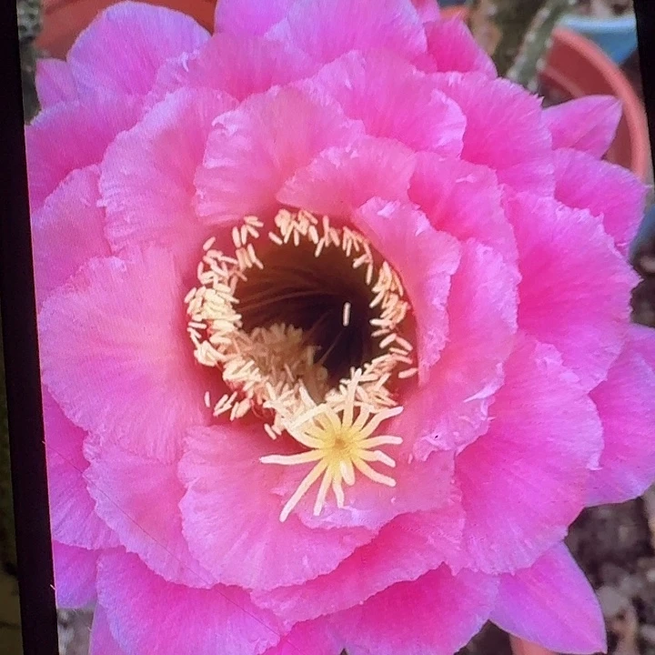 糖果侧芽5公分左右毛花柱（20包邮）