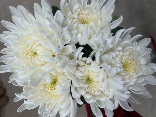 江苏黄白菊批发清明用菊花鲜花花束全国发货扫墓大花头菊花