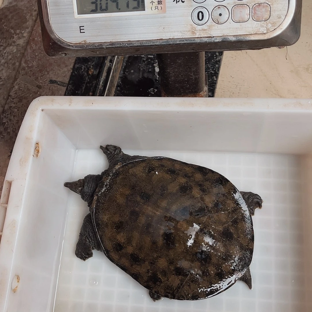 中国大陆野生甲鱼包邮包活