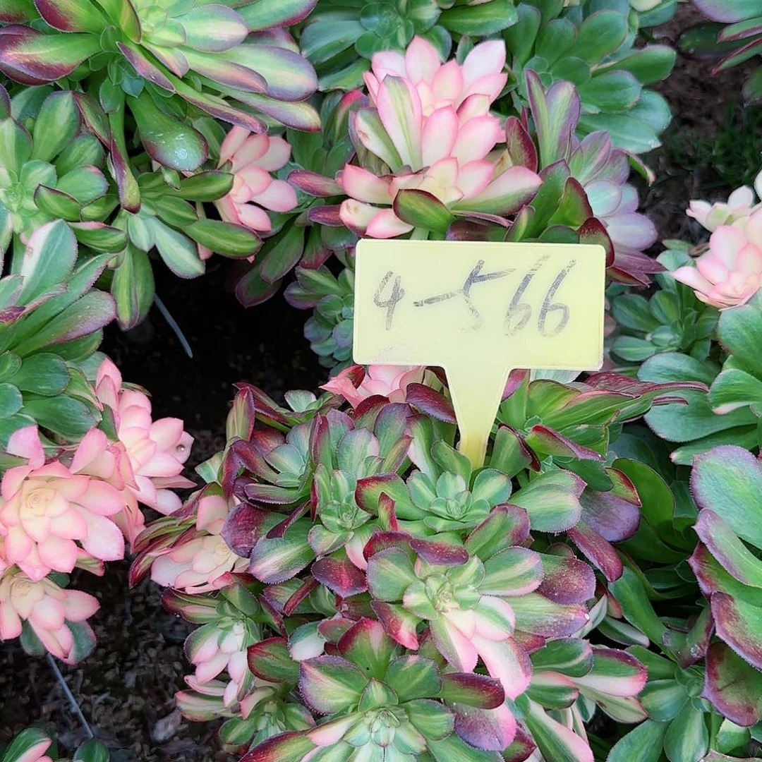 4-566---邵母本多头多肉植物