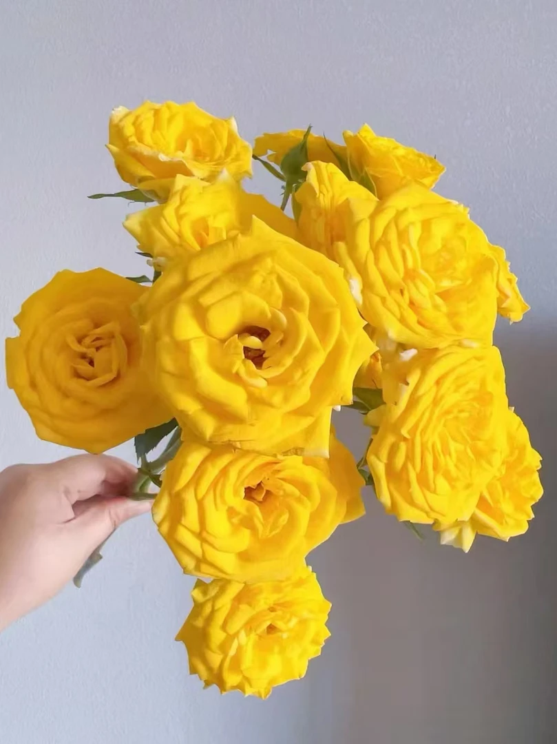 【买一送一】方德星荷晴天泡泡 多头玫瑰无土栽培花期长云南鲜花