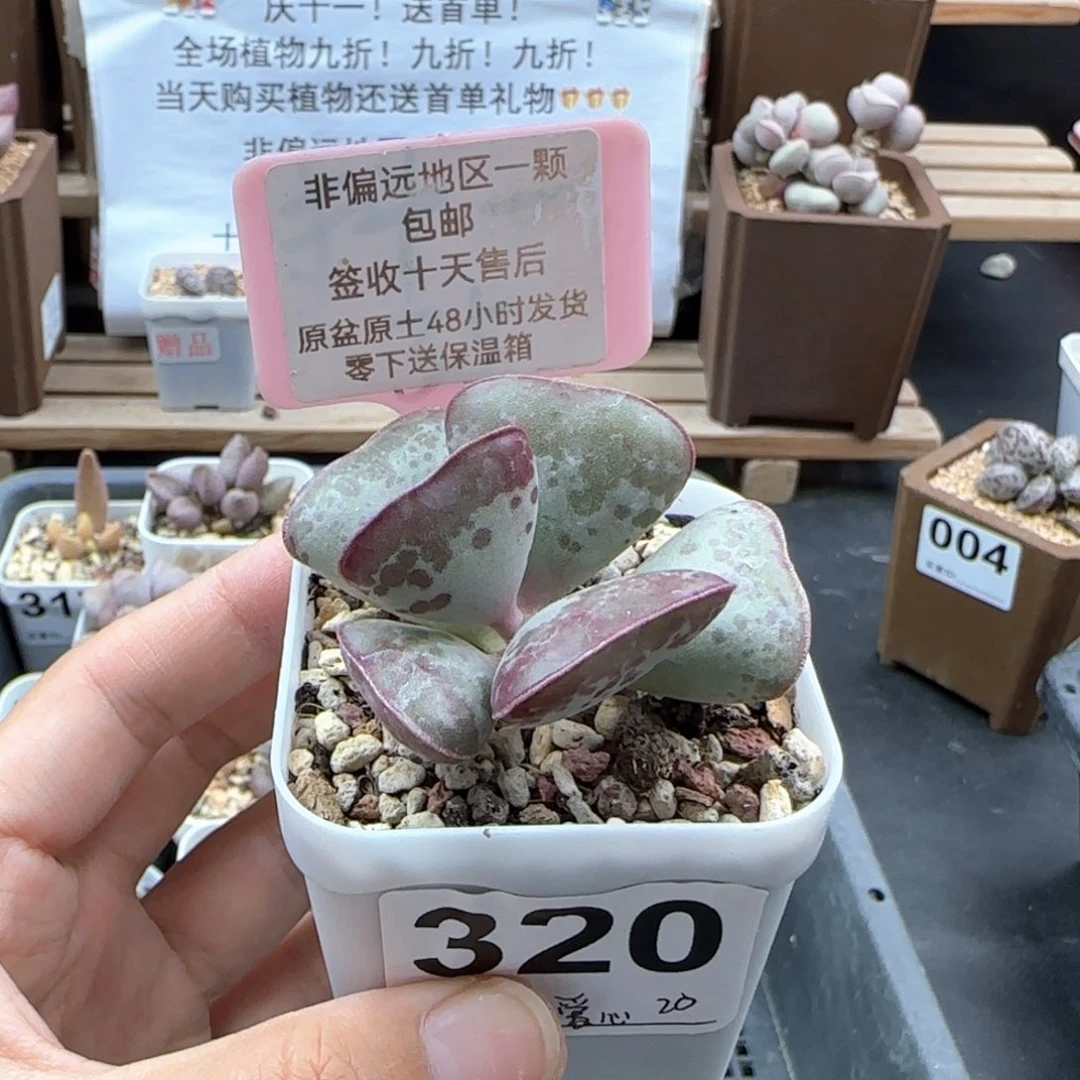 320爱心多肉植物