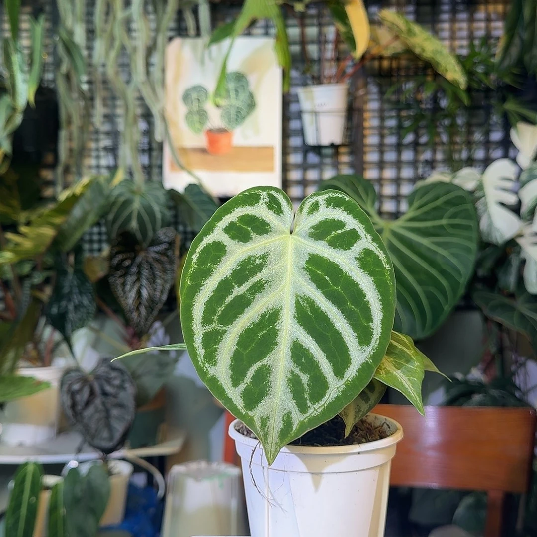 不开花植物G938铜锣烧