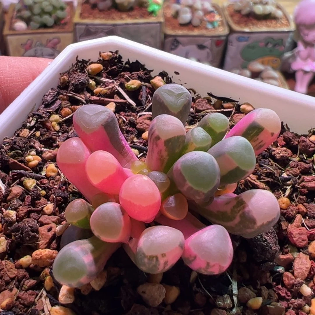 七***七0359，五十铃玉锦，肉锥植物