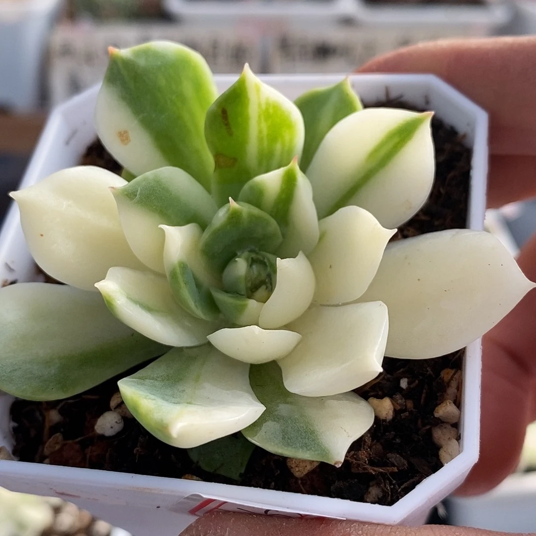 17153 海蓝花脸锦