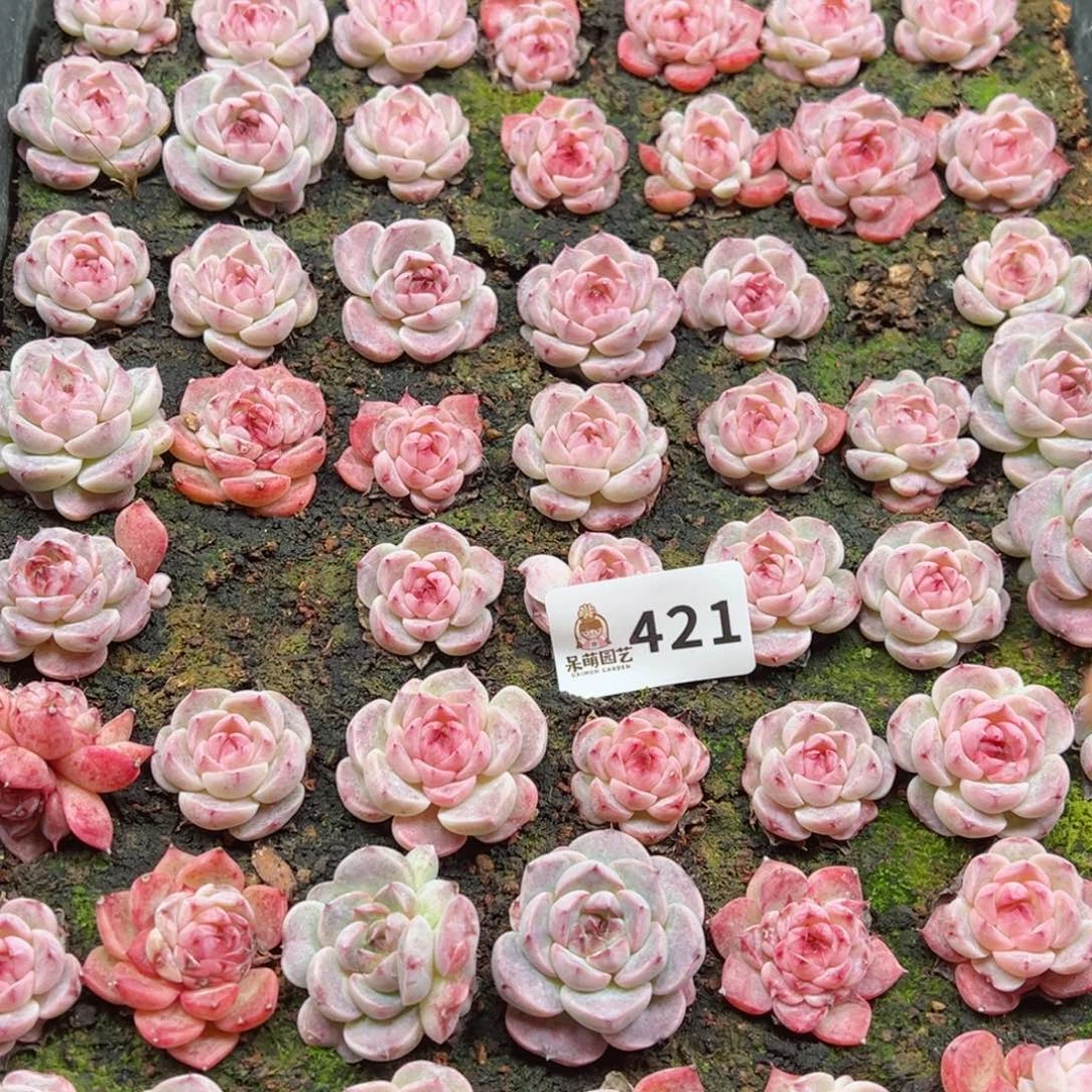 猎*多肉植物多肉植物