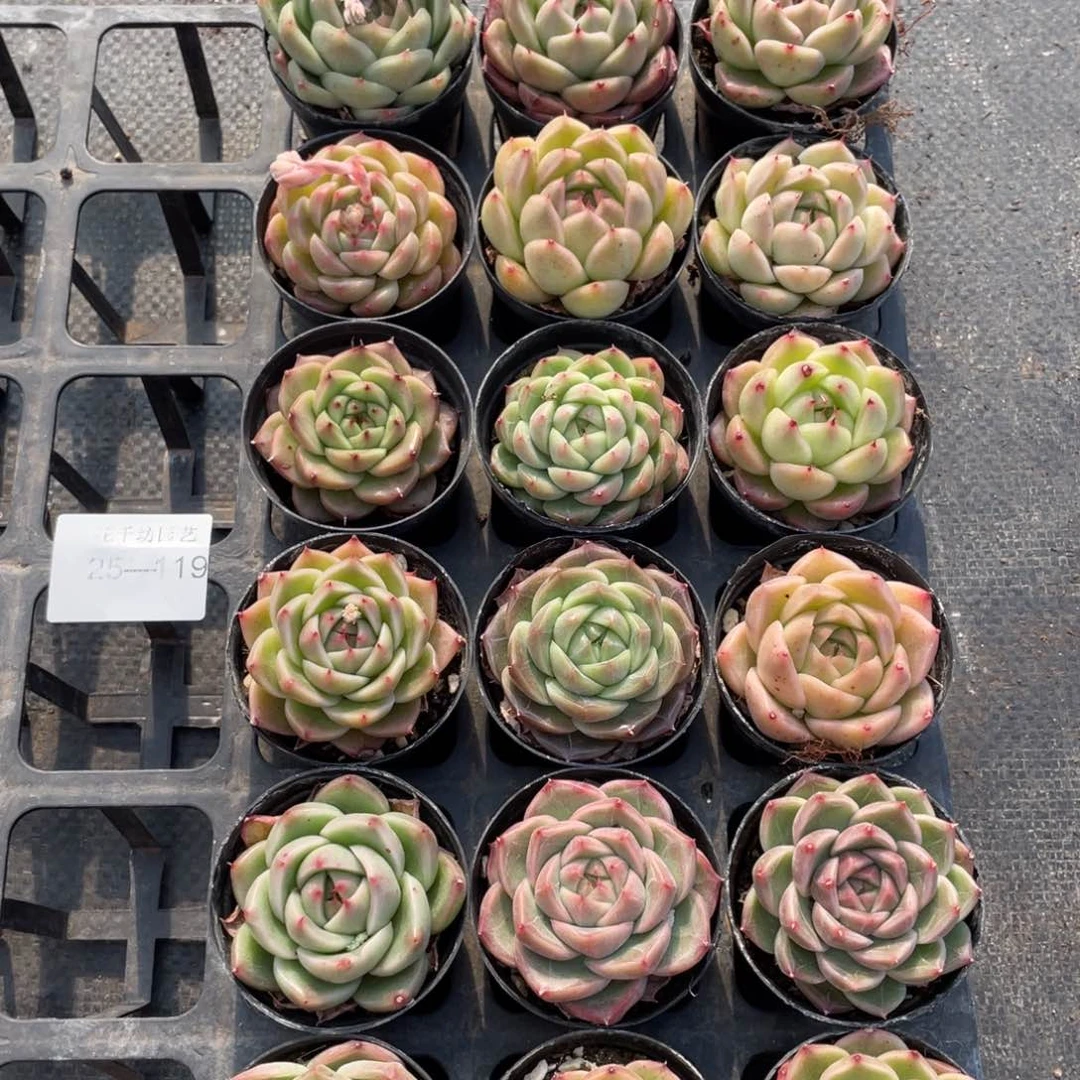 一物一拍18棵25-119