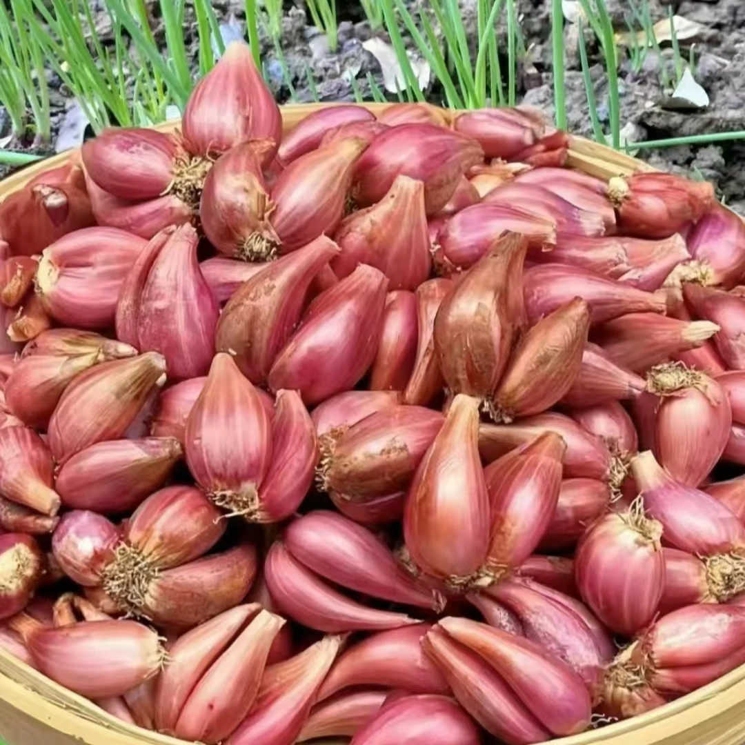 【娄山云集】贵州农家本地火葱头1