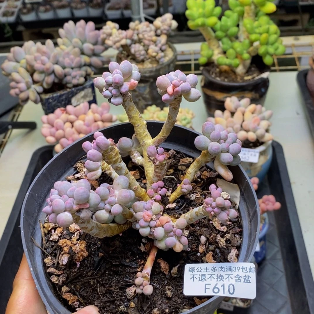 ?*豆610香水手指奶多肉有断枝特价