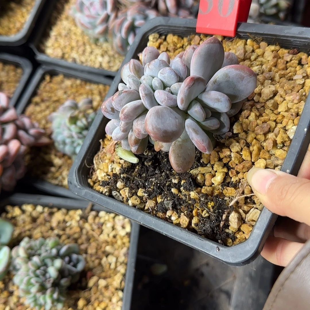 粉兔缀化一物一拍30