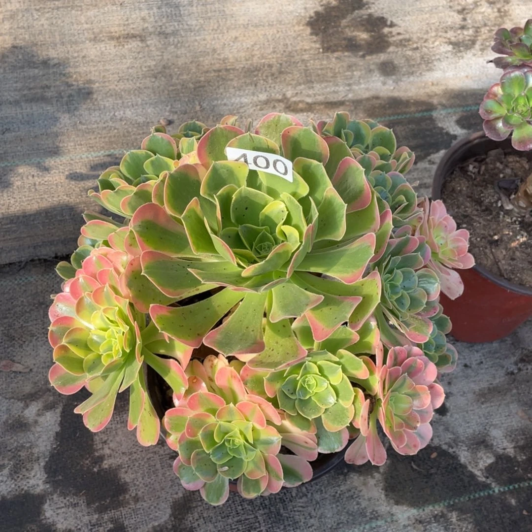特斯拉多肉植物法师
