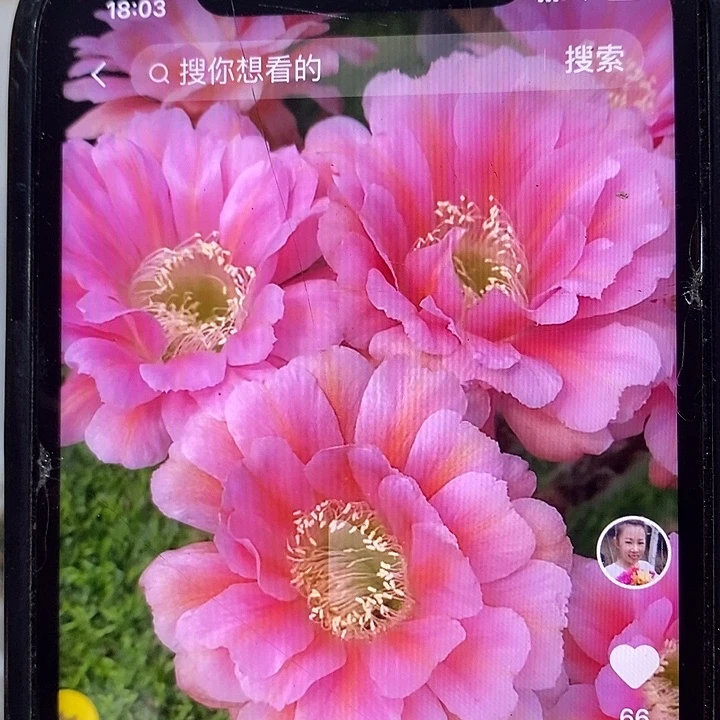 新遐想彩草侧芽三个