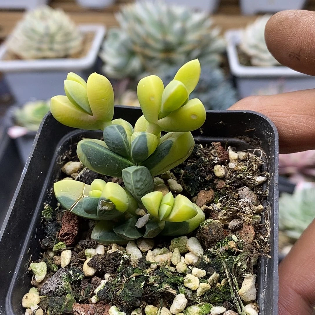 2028 鹿角海棠锦