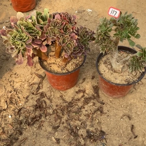两颗法师缀一物一拍