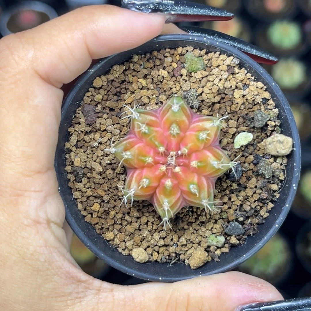 泰系轮回 带盆土发货