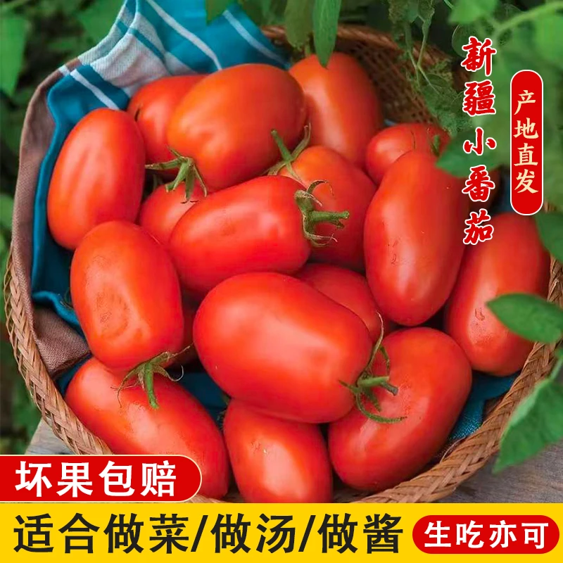 新疆小番茄圣女果西红柿新疆直发做菜做汤做酱生吃均可
