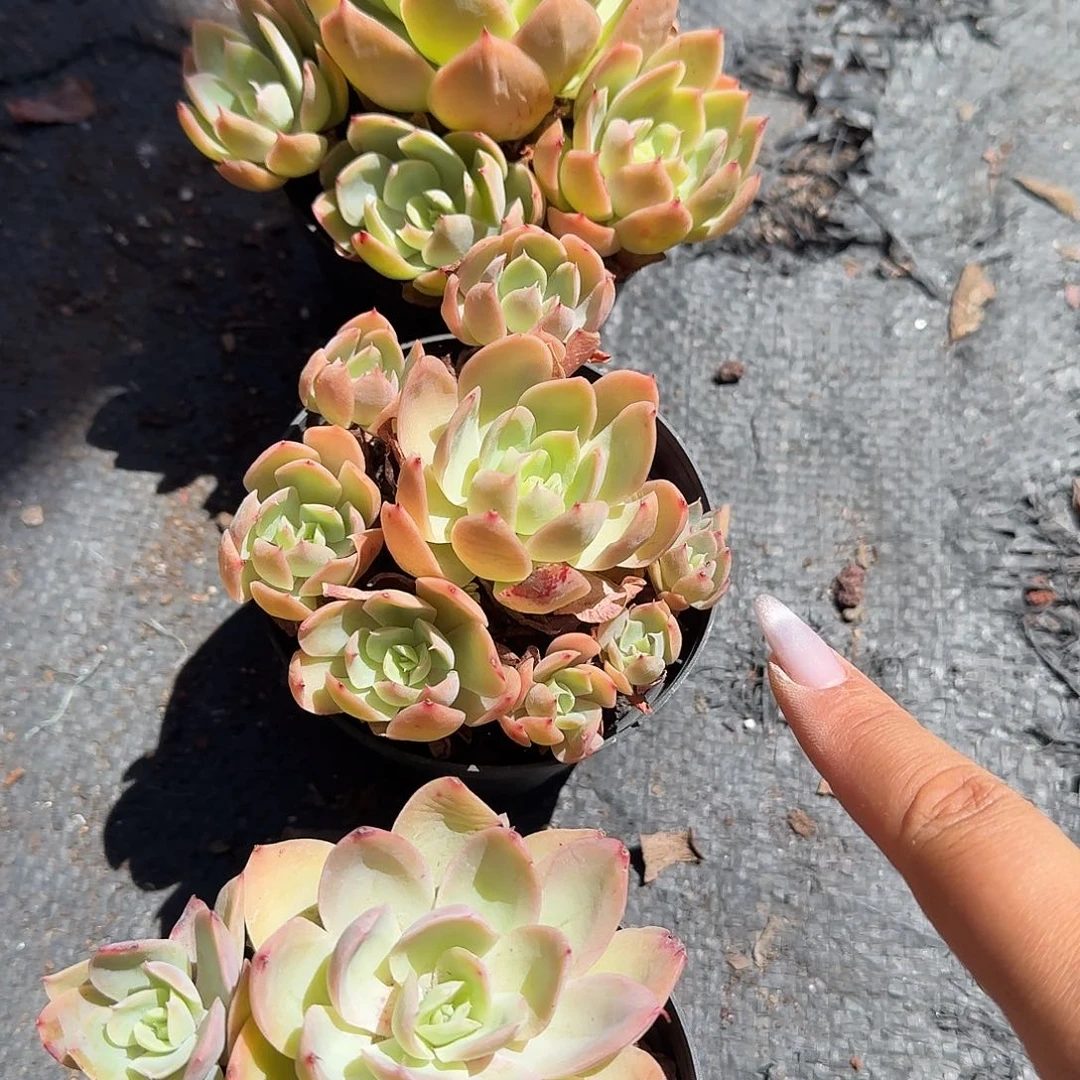 丝绸面纱多肉一上午