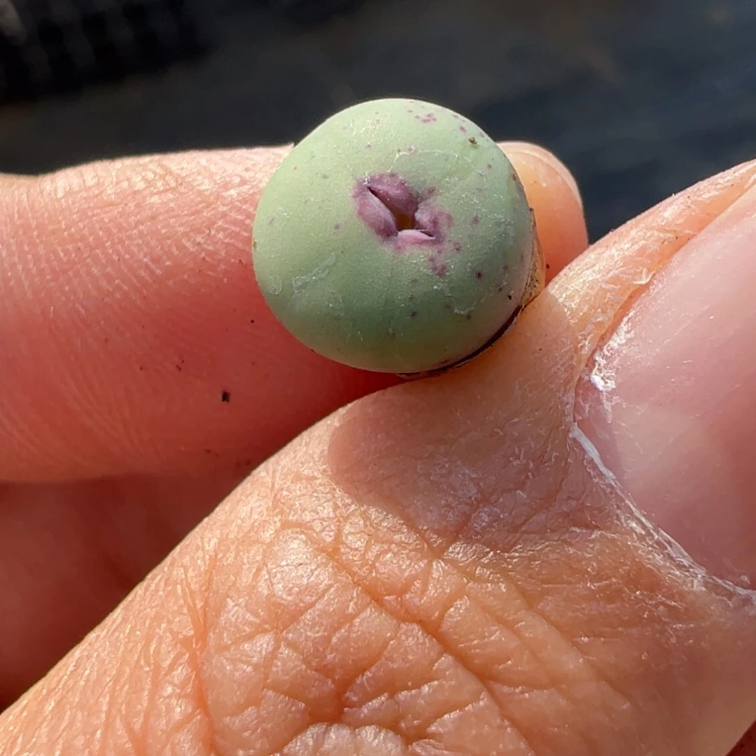 6*多肉植物多肉植物