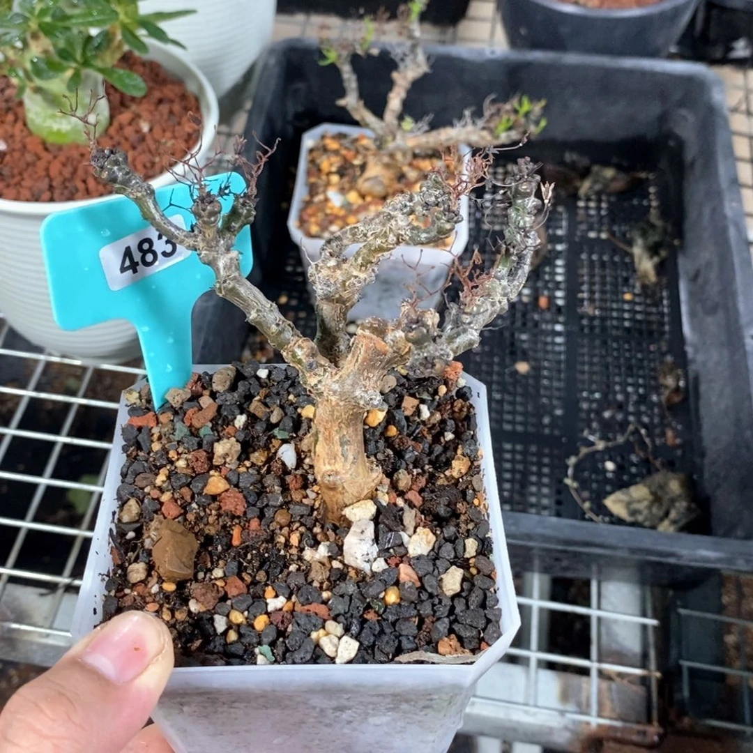 黑曼巴多肉植物一个