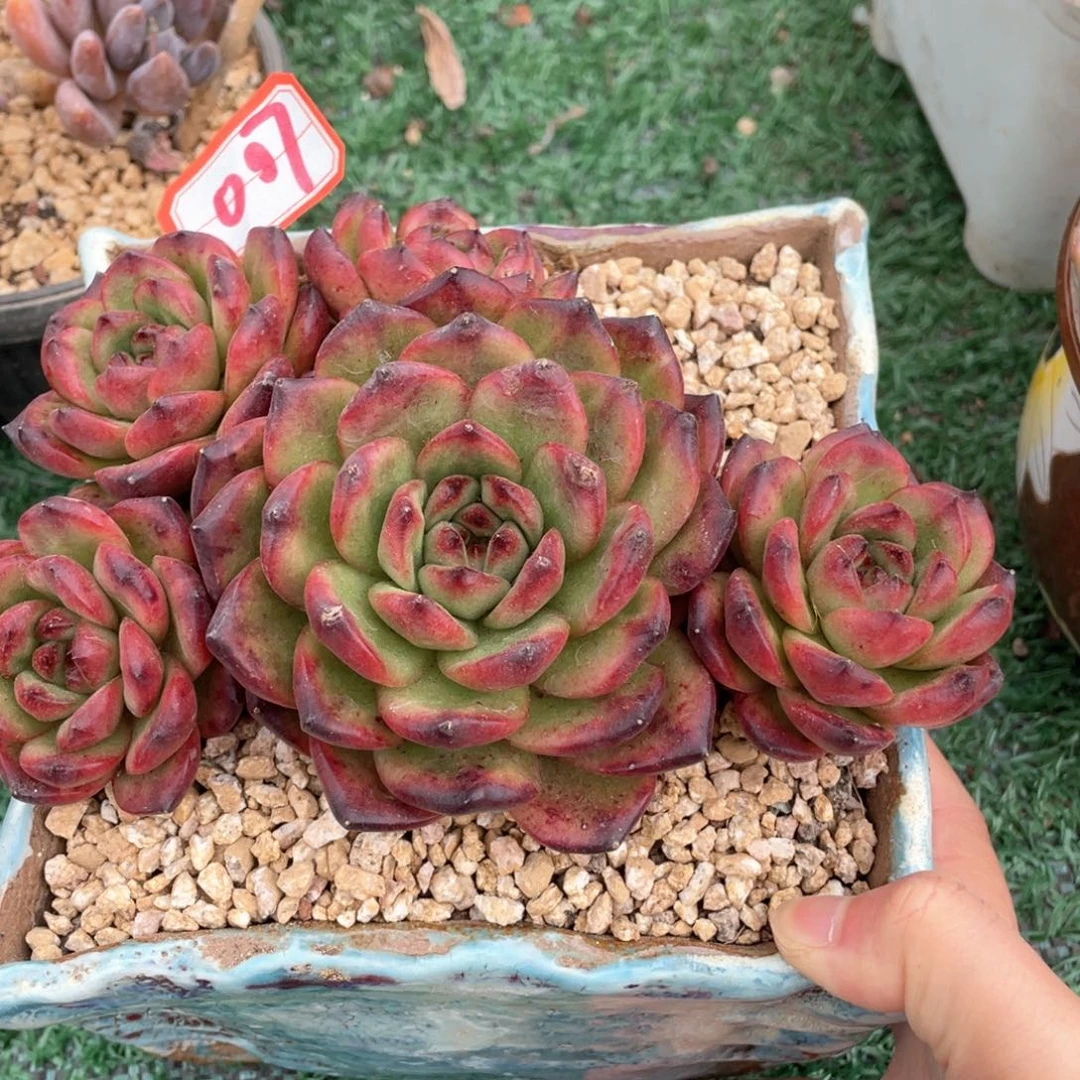 007 一物一拍满28包邮非偏远