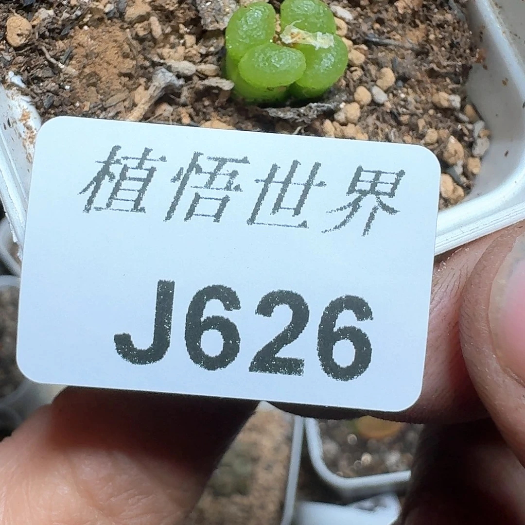626号多肉植物哇f g