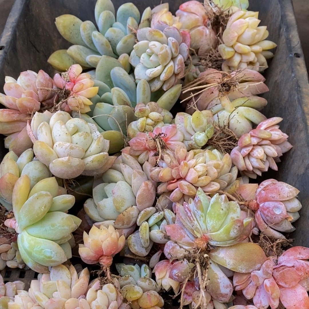 355的时候我就说了