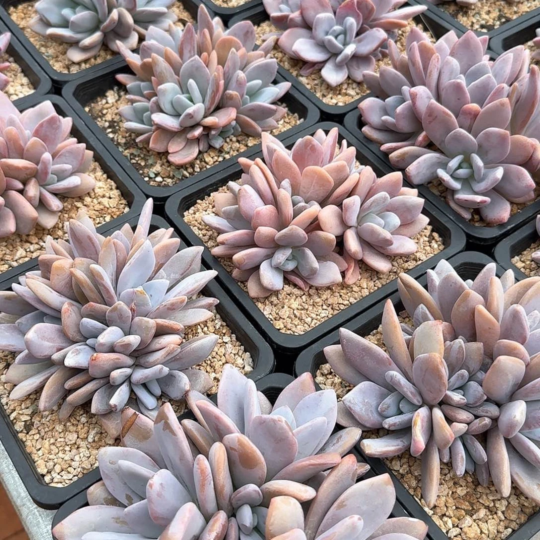 粉兔精控整无砍老桩群生