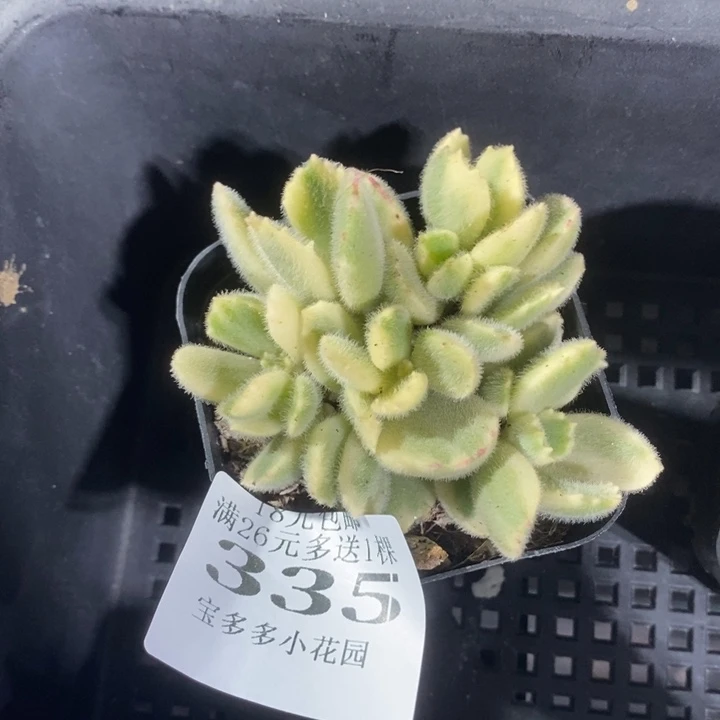白熊一物一拍满18包邮满26送一颗多肉