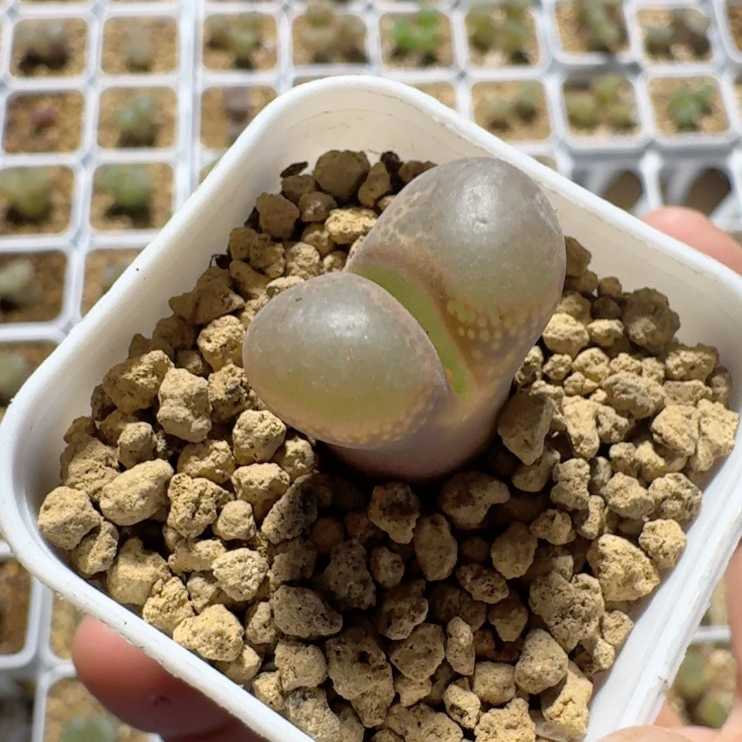 缥*带盆土发货.......