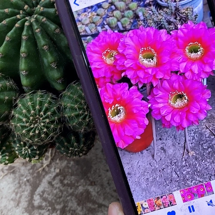 龙桃金仙人球，2578900