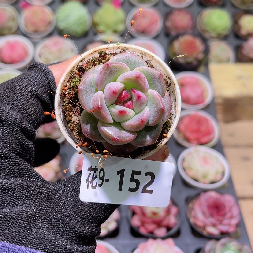 花09-152新品单头